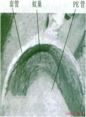 埋地燃氣聚乙烯管道白蟻蟻侵危害與防治